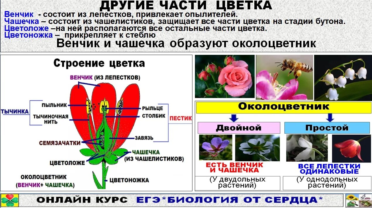 Биология от сердца. Цветок ЕГЭ биология. Цветок генеративный орган ЕГЭ. Органы растений ЕГЭ биология. Огэ по биологии 2024 2 часть