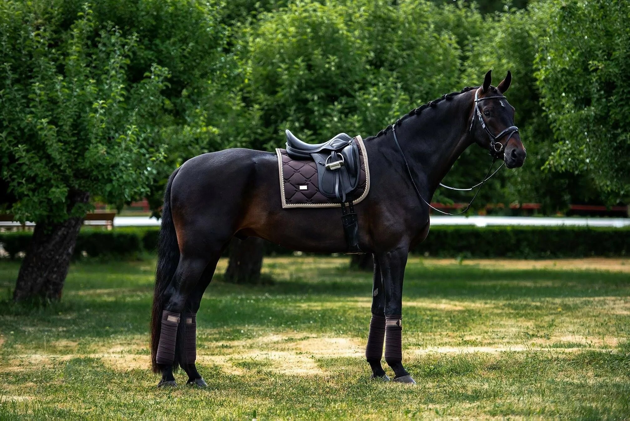 Maxima stables. Седло equestrian stockholm. Эквестриан лошади. Хоббихорсинг выездка. Эквестриан лошади.