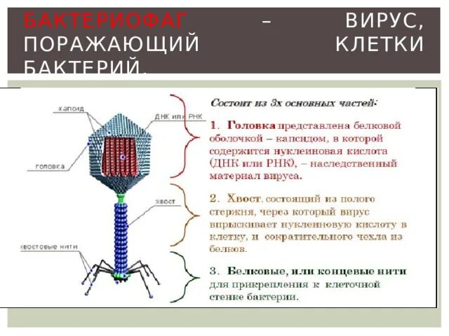 Как проникает в клетку бактериофаг. Бактериофаг функции структур. бактериофаг это вирус поражающий клетки. суперкапсид бактериофага. бактериофаг т4 геном.