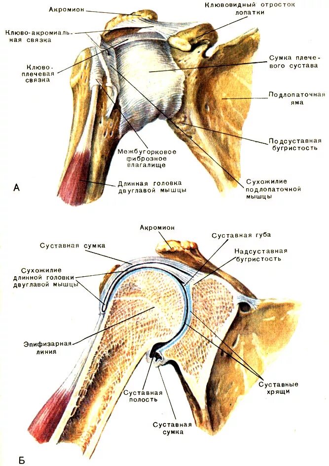 Анатомия плечевого сустава. Плечевой сустав анатомия строение связки. Анатомические структуры плечевого сустава. Плечевой сустав клювовидный отросток. Капсула плечевого сустава анатомия.