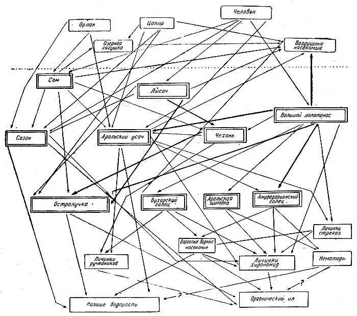 сеть питания схема. схема пищевой сети. трофическая структура пищевая сеть. пищевая сеть 5 класс биология. пищевая сеть из 15 организмов.
