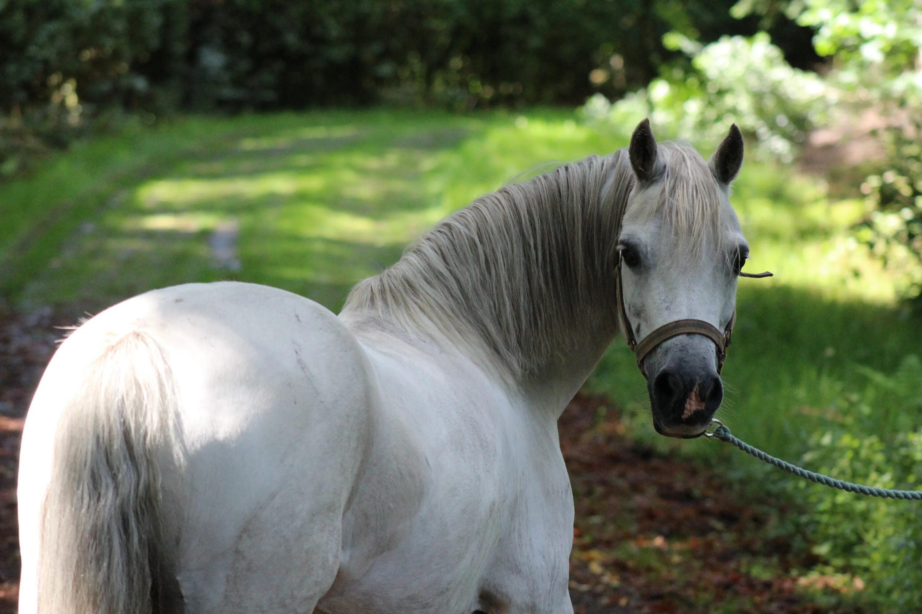 Лошадки настоящие. Белая лошадь. Лошадки пони. Лошади и пони. Живые лошади.