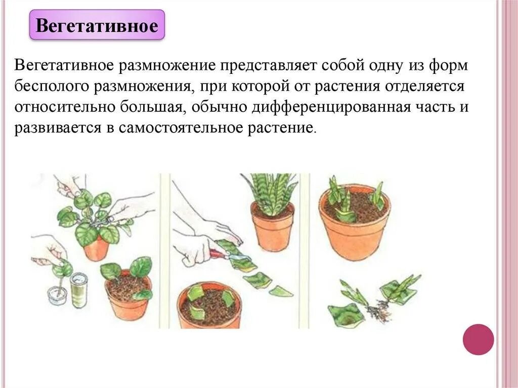 Черенкование комнатных растений лабораторная работа 6 класс. Вегетативное размножение черенками комнатных растений". Вегетативное размножение листовыми черенками рисунок. Способы вегетативного размножения 6 класс биология. Схема вегетативное размножение растений 6 класс.