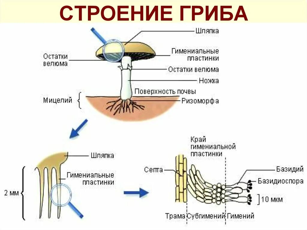 Внешнее строение тела гриба. Схема плодовое тело шляпочного гриба. рисунок схема шляпочного гриба. строение гриба 9 класс биология. строение гриба 11 класс биология.