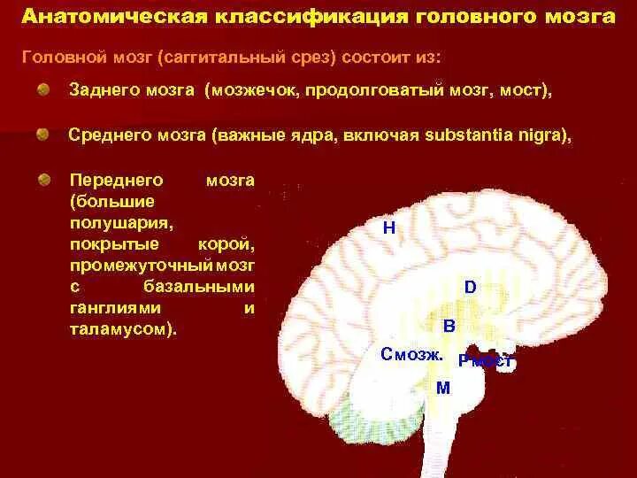 Классификация отделов головного мозга. Анатомическая классификация отделов головного мозга. Классификация отделов головного мозга по развитию. Коасификацтя отделрв мощга. Задний отдел головного мозга состоит