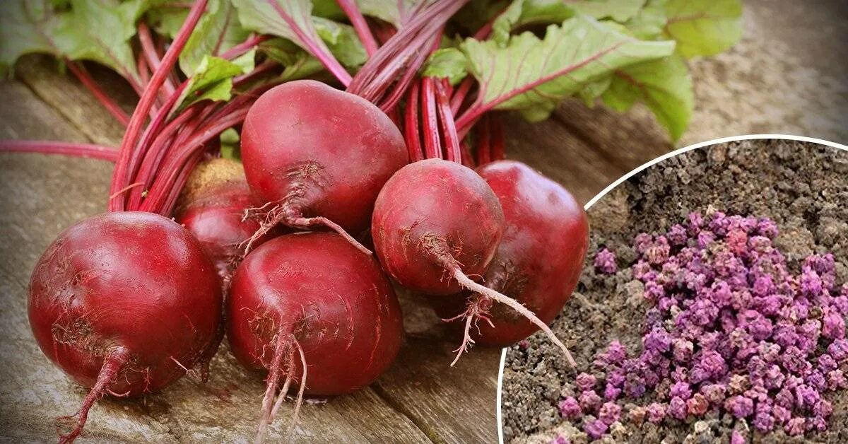 Какую свеклу сажать под зиму