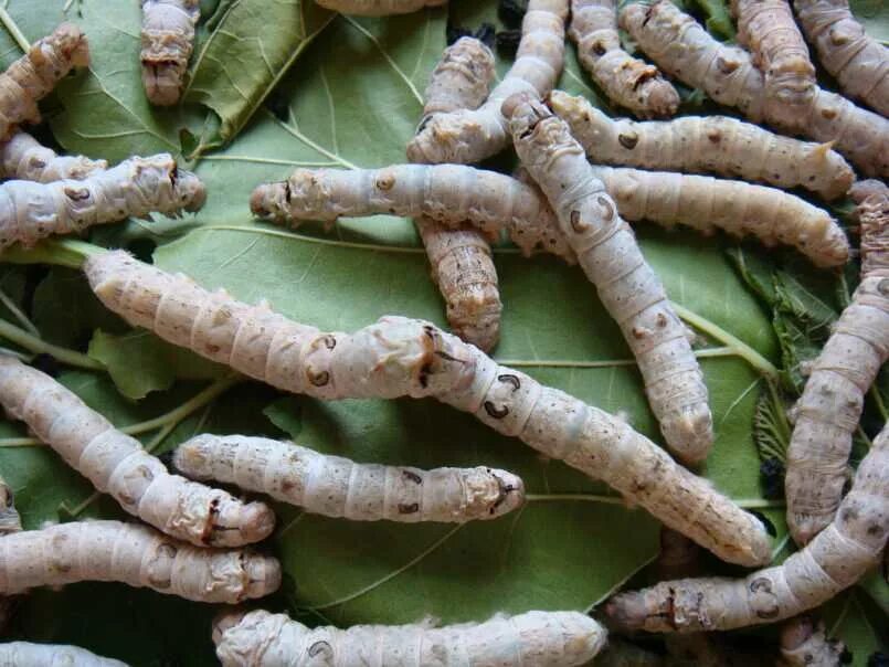 Тутовый шелкопряд шелководство. Едят ли шелкопряда. Личинка тутового шелкопряда. Личинка тутового шелкопряда. Кокон гусеницы шелкопряда.