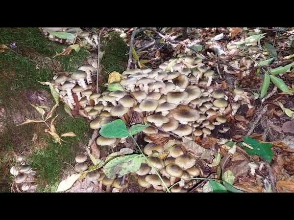 Опята в воронежской области. Опята осенние гигрофор. Лже опята осенние. Опята после дождя. Грузди опята шампиньоны.