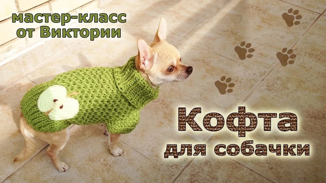 Свитер для собаки крючком для начинающих. Кофточка вязаная крючком для собаки спицами. вязание для собак спицами чихуахуа мк. свитер для собаки спицами, часть 1. свитер для собаки спицами татьяна кучерова.