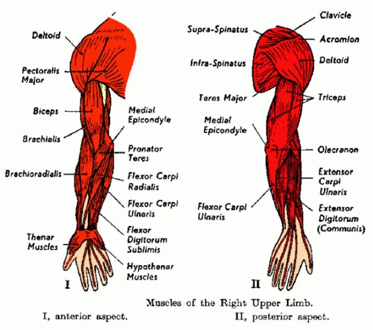 Части руки человека. Мышцы руки анатомия с цифрами. Кол мускулы анатомия. Презентация мышцы рук. Муляж мышцы руки.