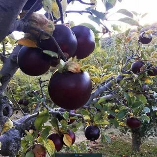 Черный принц саженец