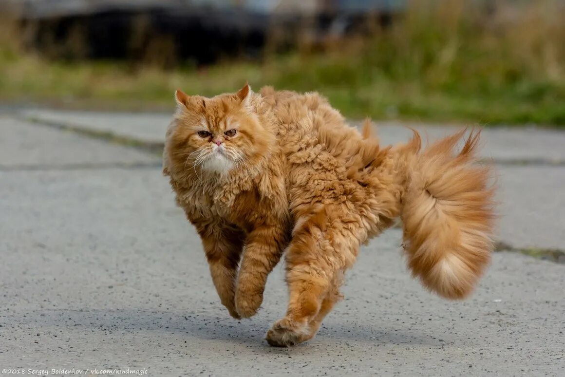 Рыжий кот нападает. Кот пушистый рыжий. рыжие пушистые коты. кошка на дыбах. шерсть дыбом.