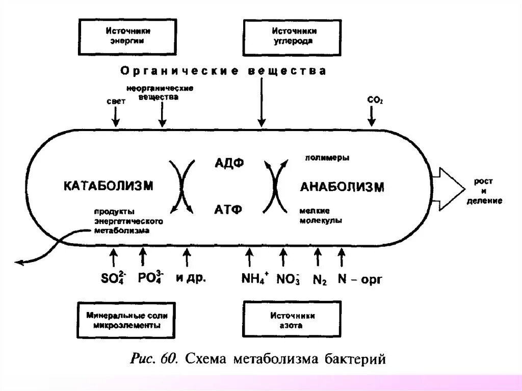 Атф анаболизма. Схема катаболизма и анаболизма микробной клетки. Метаболизм микроорганизмов схема. Энергетический обмен бактерий схема. Энергетический метаболизм бактерий схема.