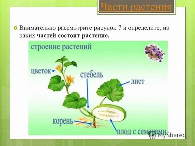 Презентация растение 2 класс окружающий мир. Как устроено растение. Из каких частей состоит растение. Растение состоит из. Растение состоит из двух частей.