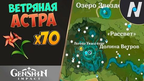 Ветреные астры геншин импакт