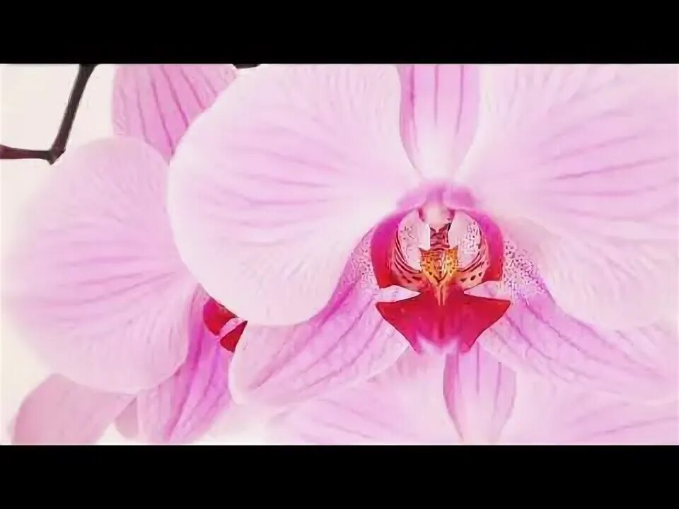 Orchids - At The United States Botanic Garden - Washington DC - 2/22/2014. - You