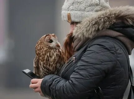 Улица филина
