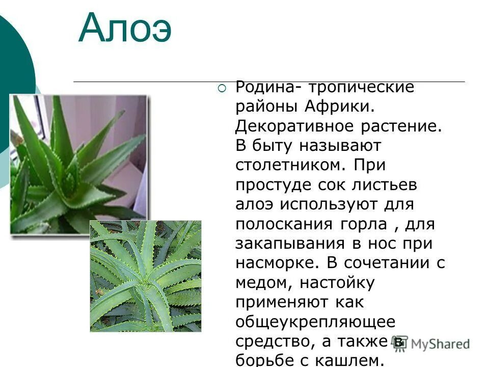 столетник егэ