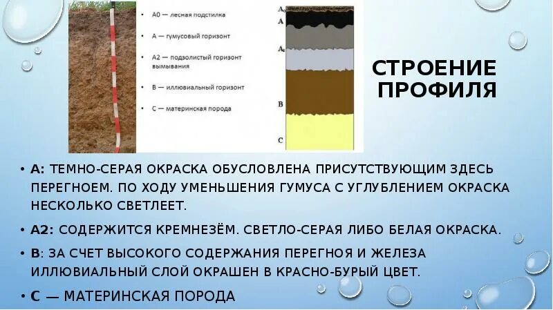 Гумусовый Горизонт подзолистых почв. Подзолистые почвы структура почвы. Почвенные горизонты подзолистых почв. Дерновоподзолистая слабоглееватая почва.