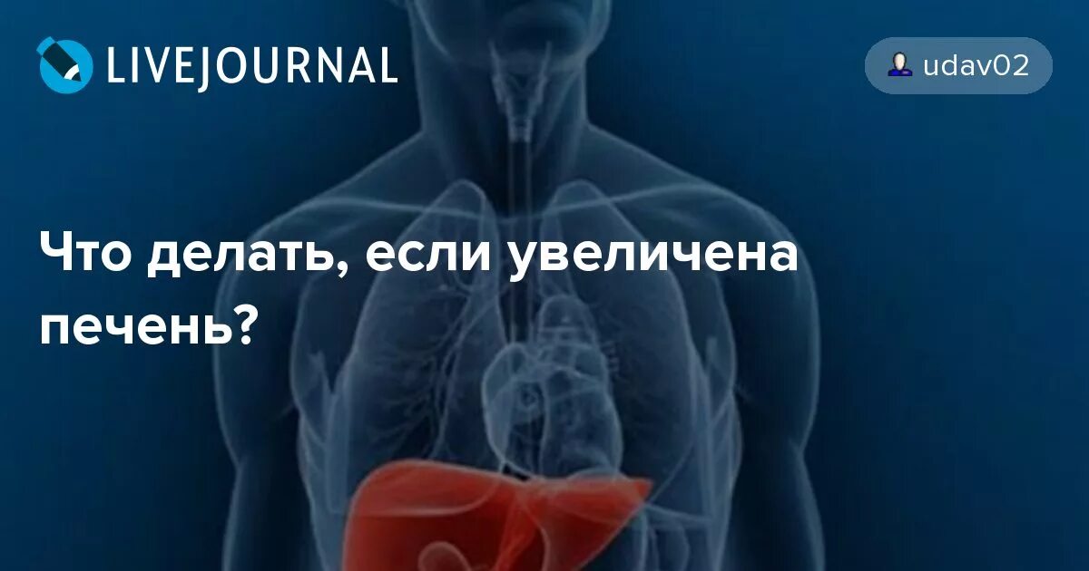 Что пить при увеличении печени. Что пить при увеличении печени