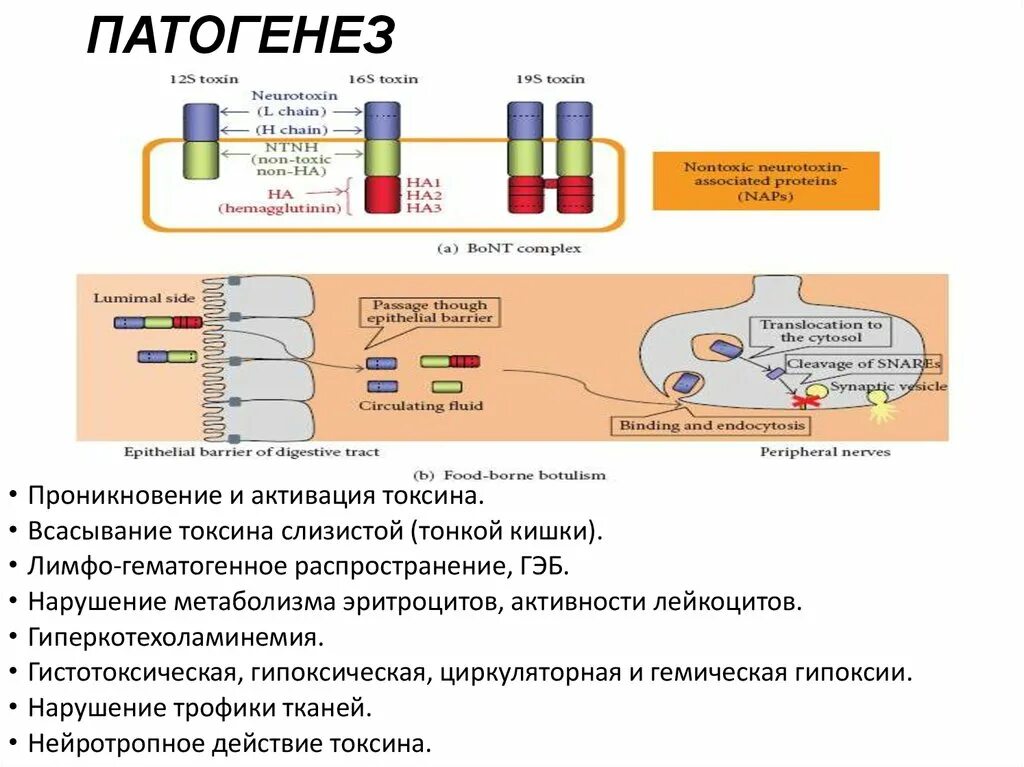 Схема диагностики ботулизма. Патогенез и клинические проявления ботулизма. Механизм развития ботулизма.