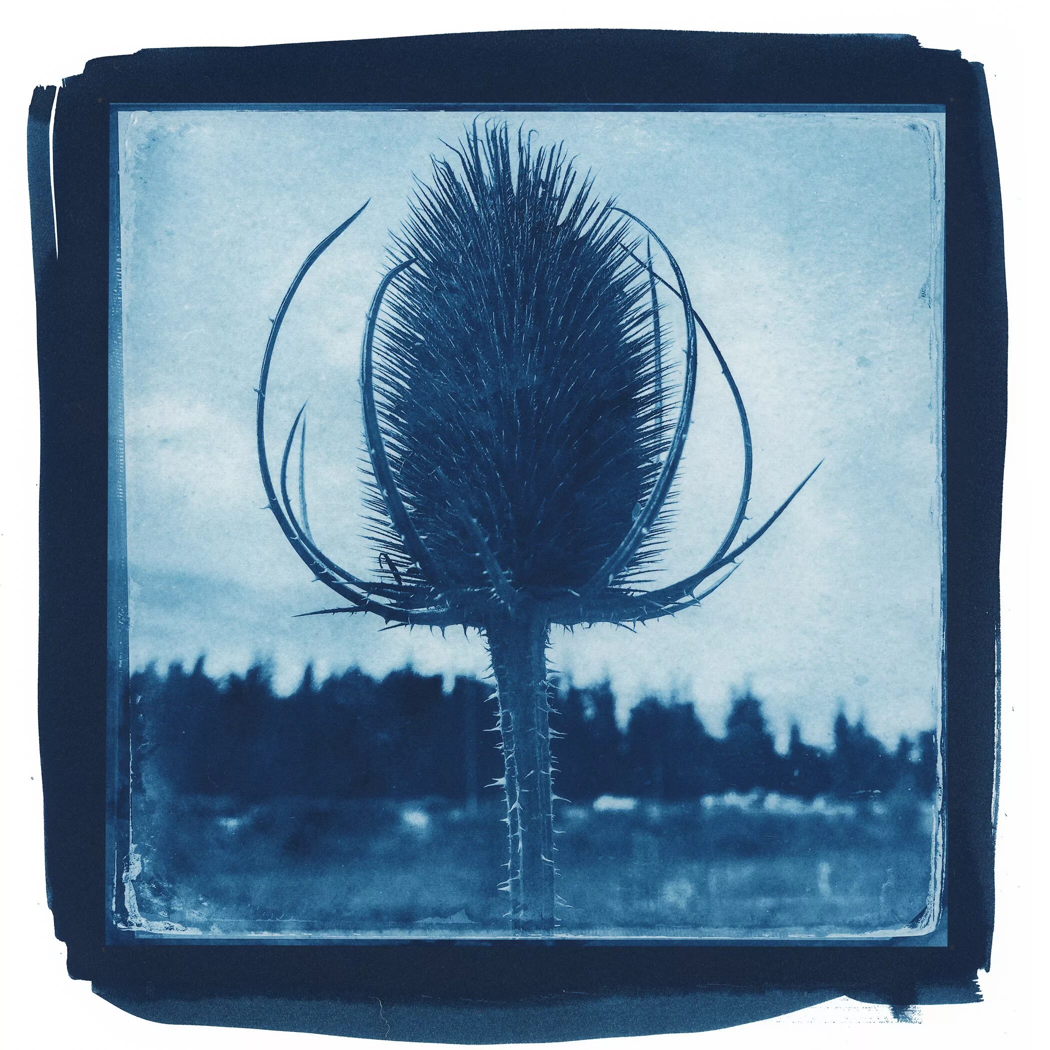 Цианотипия на ткани. Техника работы цианотипия. Картина цианотипия. Цианотипия фотографы. Цианотипия на бумаге.