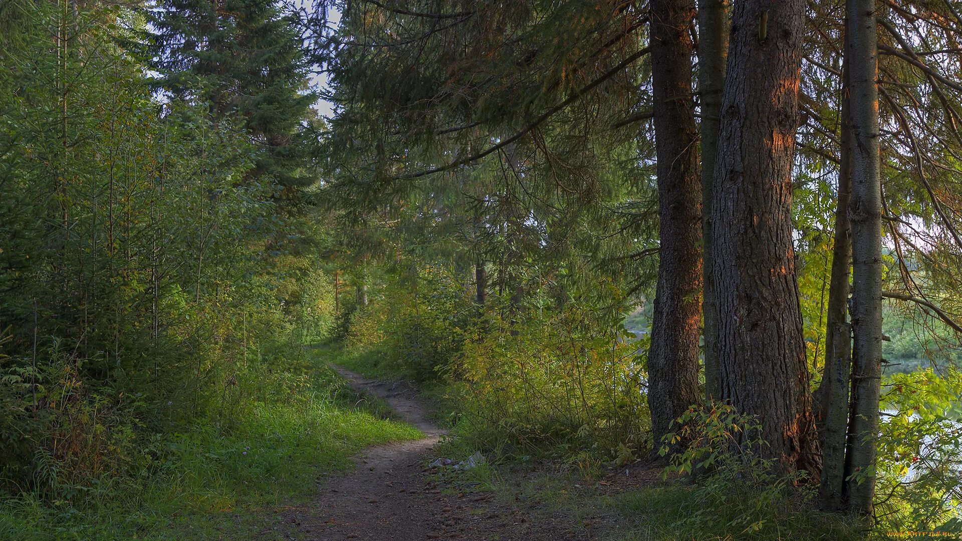 тропинка в лиственном лесу. елово сосновый лес солнечный. х лесной. х лесной. лесная экологическая тропа карелия.