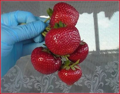 Клубника сенсация описание урожайность сорта