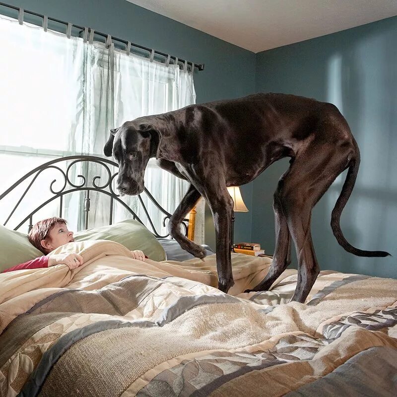 Предложение огромный пес. Немецкий дог Зевс. Немецкий дог Зевс самая высокая собака в мире. Королевский дог Зевс. Немецкий доги Зевс Рось.