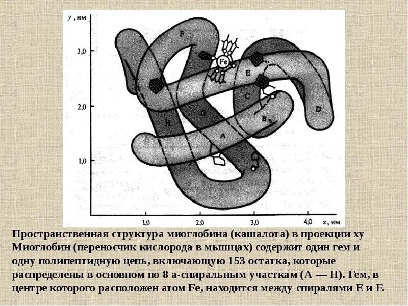 Миоглобин структура. Миоглобин структура белка. Миоглобин химический состав. Строение гема химия. Роль миоглобина в организме человека.