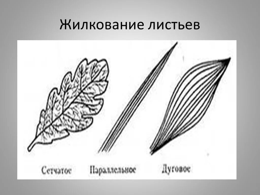 Параллельное дуговое сетчатое. Жилкование листьев биология. Типы жилкования листьев схема. Перисто сетчатое жилкование. Рисунок типы жилкования листа.