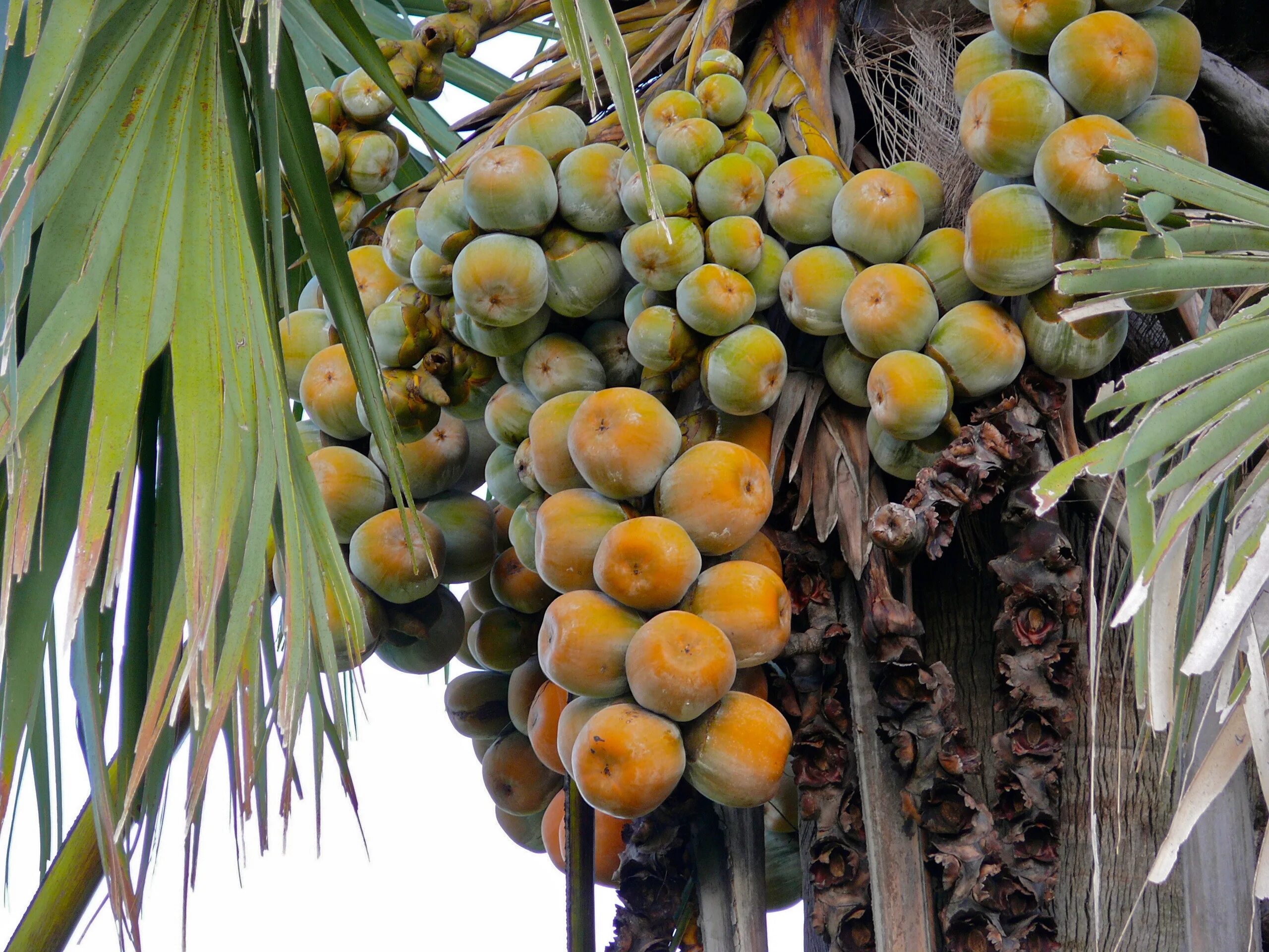 Почему растут плоды. Пальма Borassus. Пальма Пальмира плоды. Borassus aethiopum. Пальма меваси.