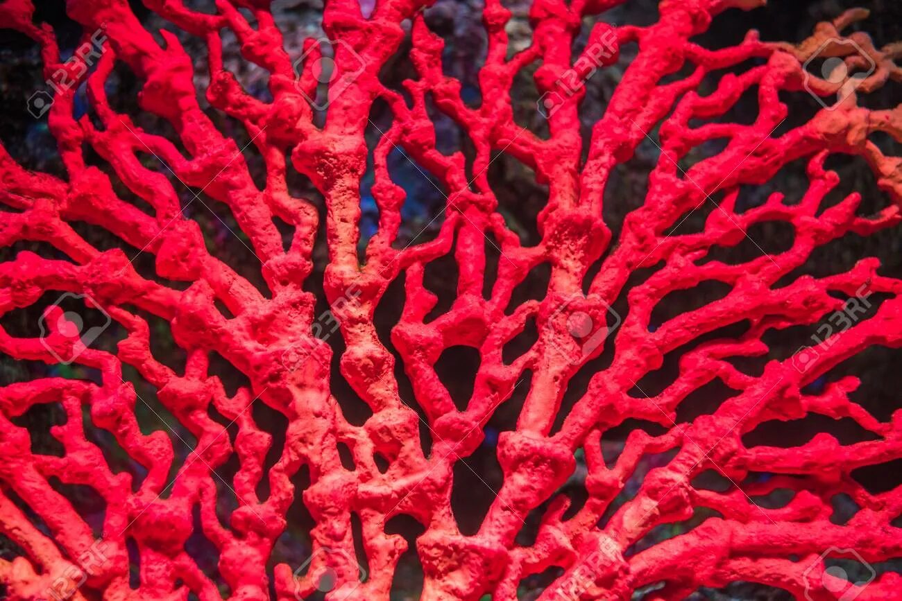 Красный коралл красный Корал. Коралл циатофиллум. Коралл мозговик глазчатый красный. Горгониевые восьмилучевые кораллы.