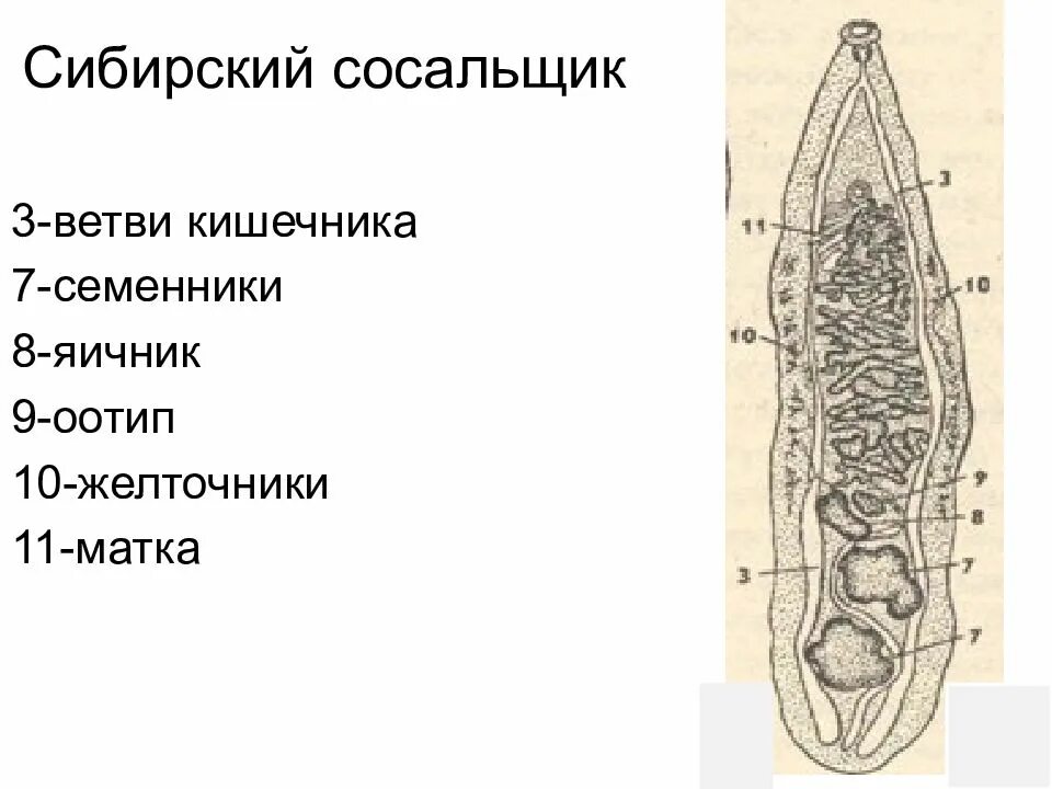 Макрогаметоцит это в паразитологии. Макрогаметоцит это в паразитологии