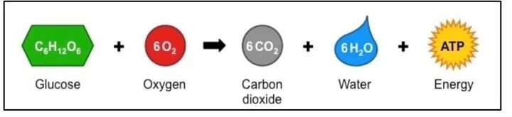 Respiration Reaction Formula. Water Plus Carbon dioxide. Cells Oxygen Carbon dioxide respiration на английском. Carbon dioxide + Water → Oxygen +. Глюкоза кислород вода энергия