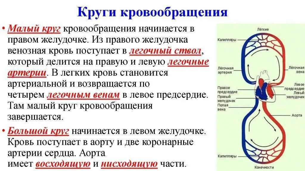 Что происходит с кровью в капиллярах