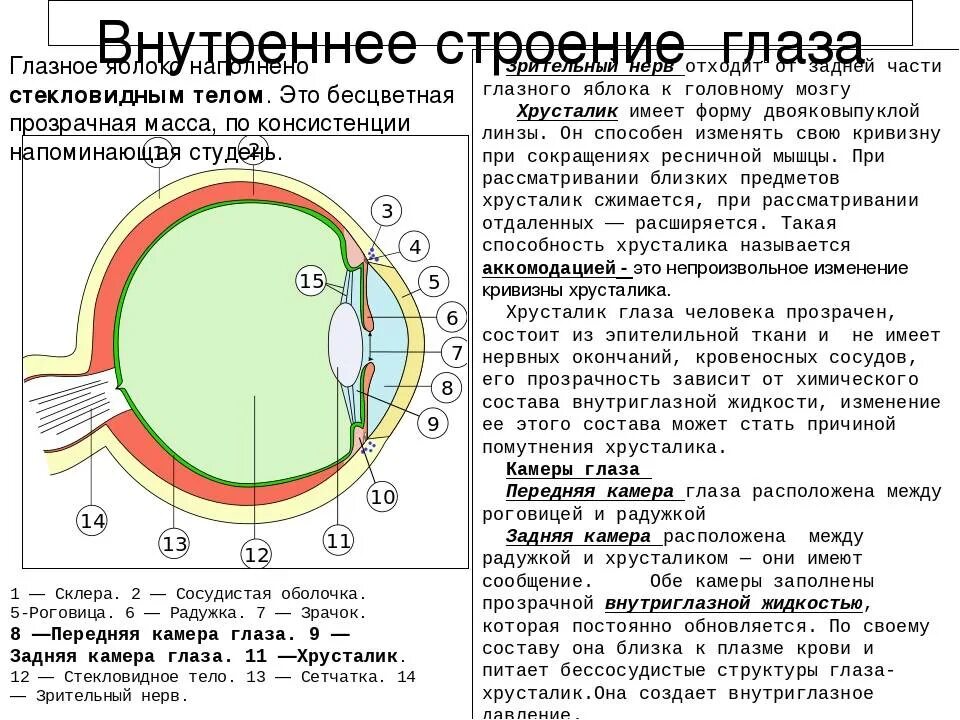 Функции элементов глаза. Строение хрусталика глаза анатомия. Строение глаза сетчатка роговица хрусталик. Глазное яблоко строение и функции. Хрусталик глазного яблока строение и функции.