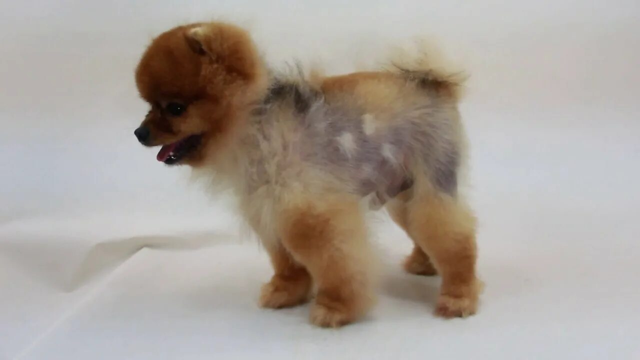 Померанский шпиц на белом фоне. Немецкий шпиц какает. Шпиц в какашках. Какашки шпицев. Какашки шпицев.