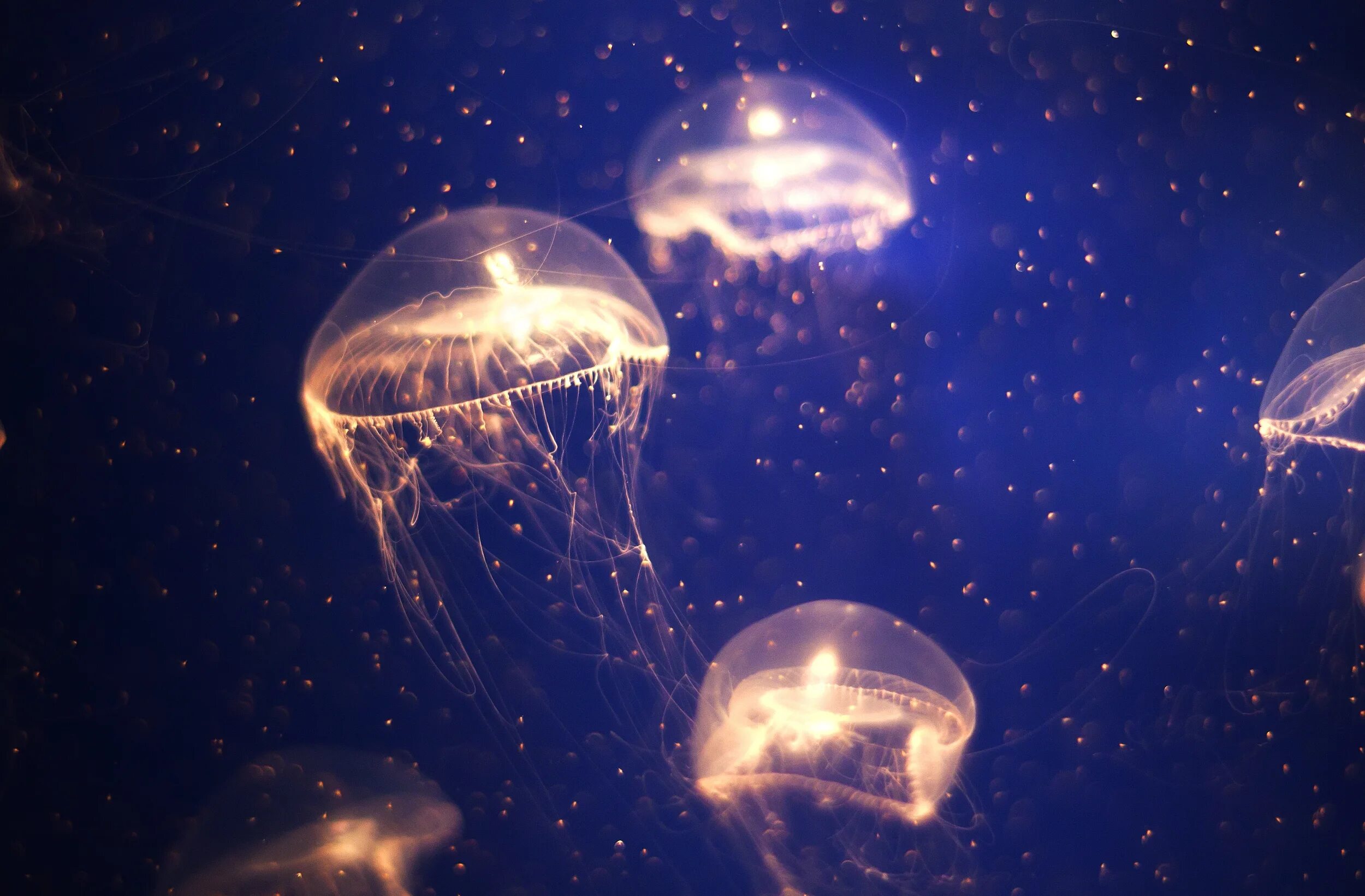 Светятся под водой. Тихоокеанская люминесцентная медуза. Медуза Кассиопея. Красивые медузы. Летающие медузы.