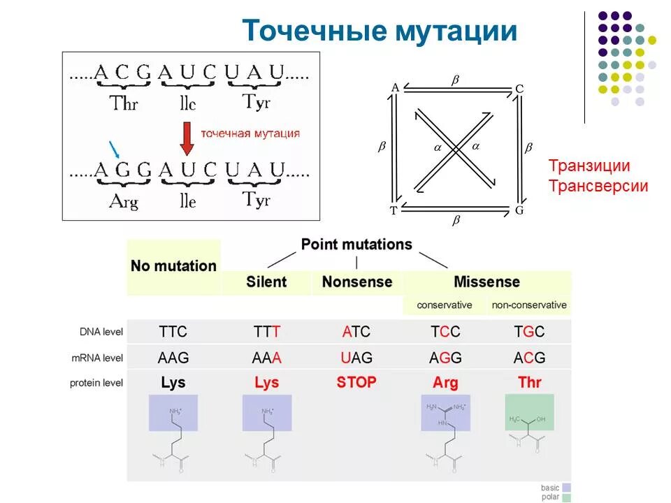 Установите соответствие мутации. Точечная мутация. точечные мутации примеры. пример точковой мутации. генные точковые мутации.