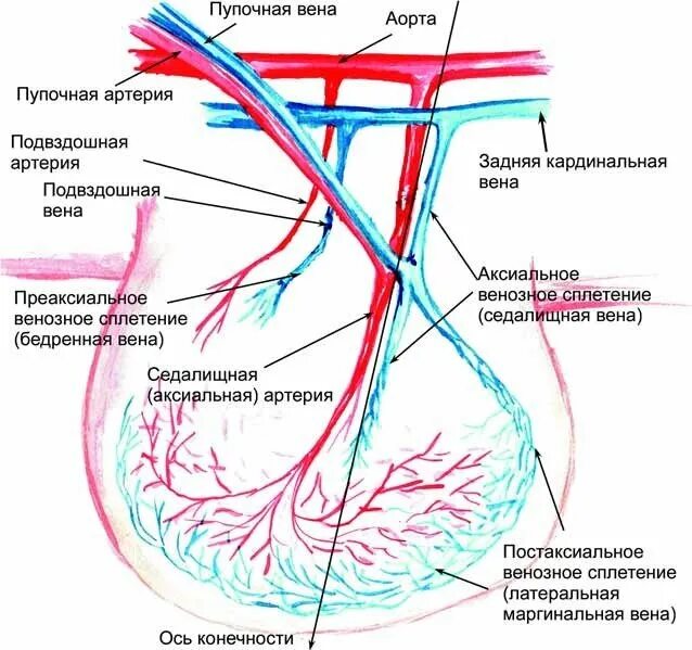 Венозное сплетение яичка. Подвздошная артерия анатомия. Внутренняя подвздошная артерия анатомия. Подвздошные вены анатомия. Пупочная артерия и пупочная Вена.