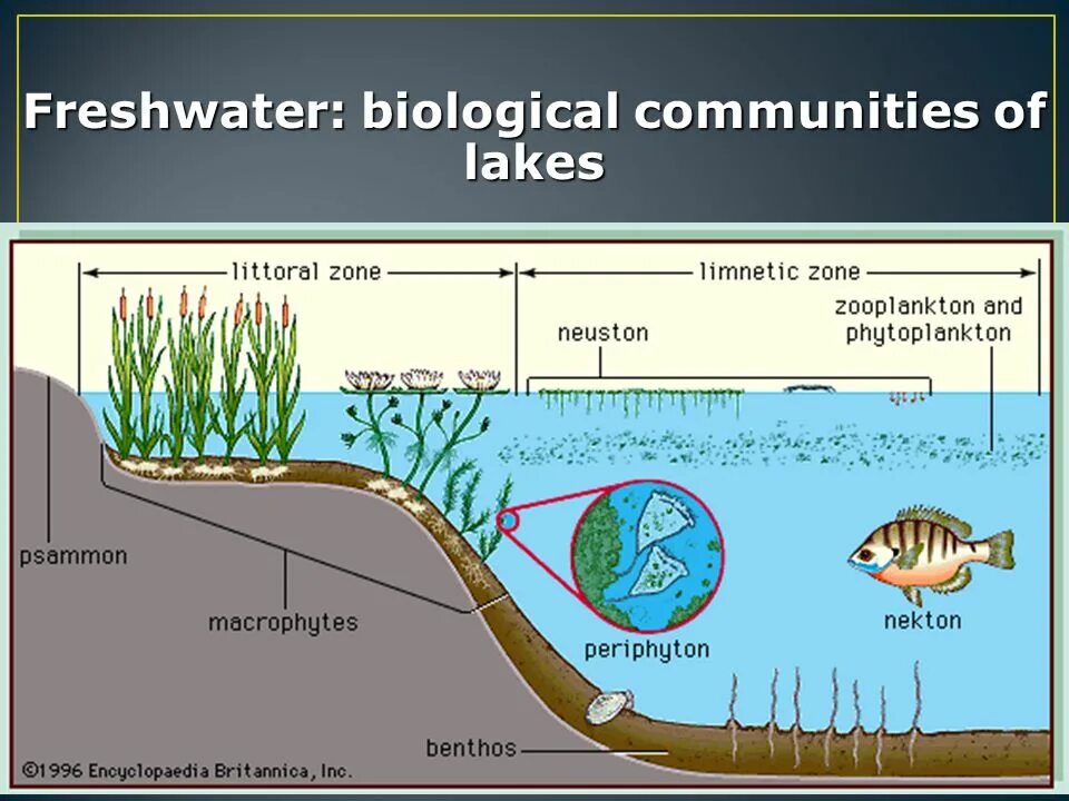 Морфологическая структура водоема. Планктон, Нектон, фитопланктон. Бентос планктон Нектон Литораль. Нектон Нейстон перифитон планктон и бентос. Перифитон планктон Нектон бентос схема.