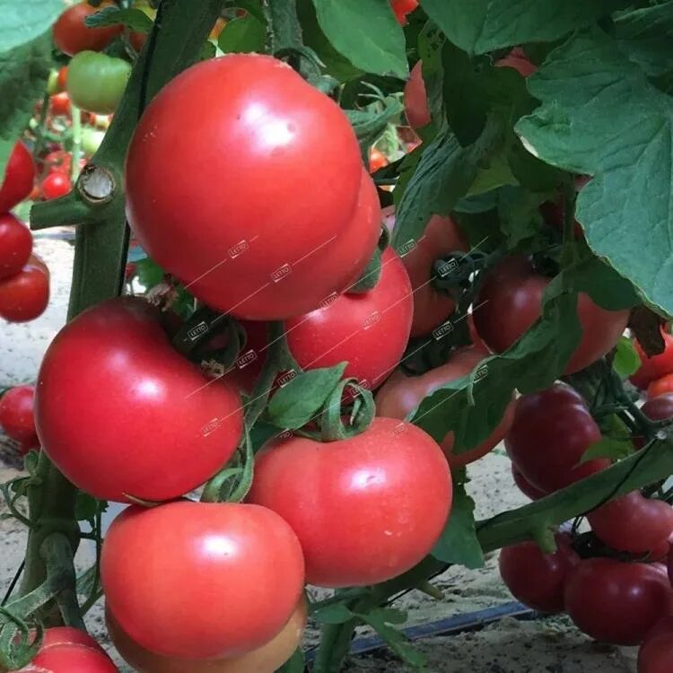 Томат катя f1. Томат катя f1. Томат катя f1 (0,1 г) семко. Сорта томатов розовая катя. Сорт помидор катя f1.