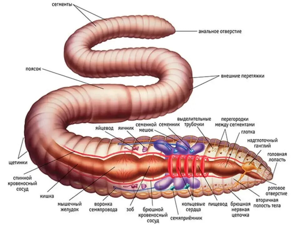 Малощетинковые кольчатые черви строение. Внутреннее строение дождевого червя рисунок. Строение червя рисунок. Схема строения кольчатого червя.