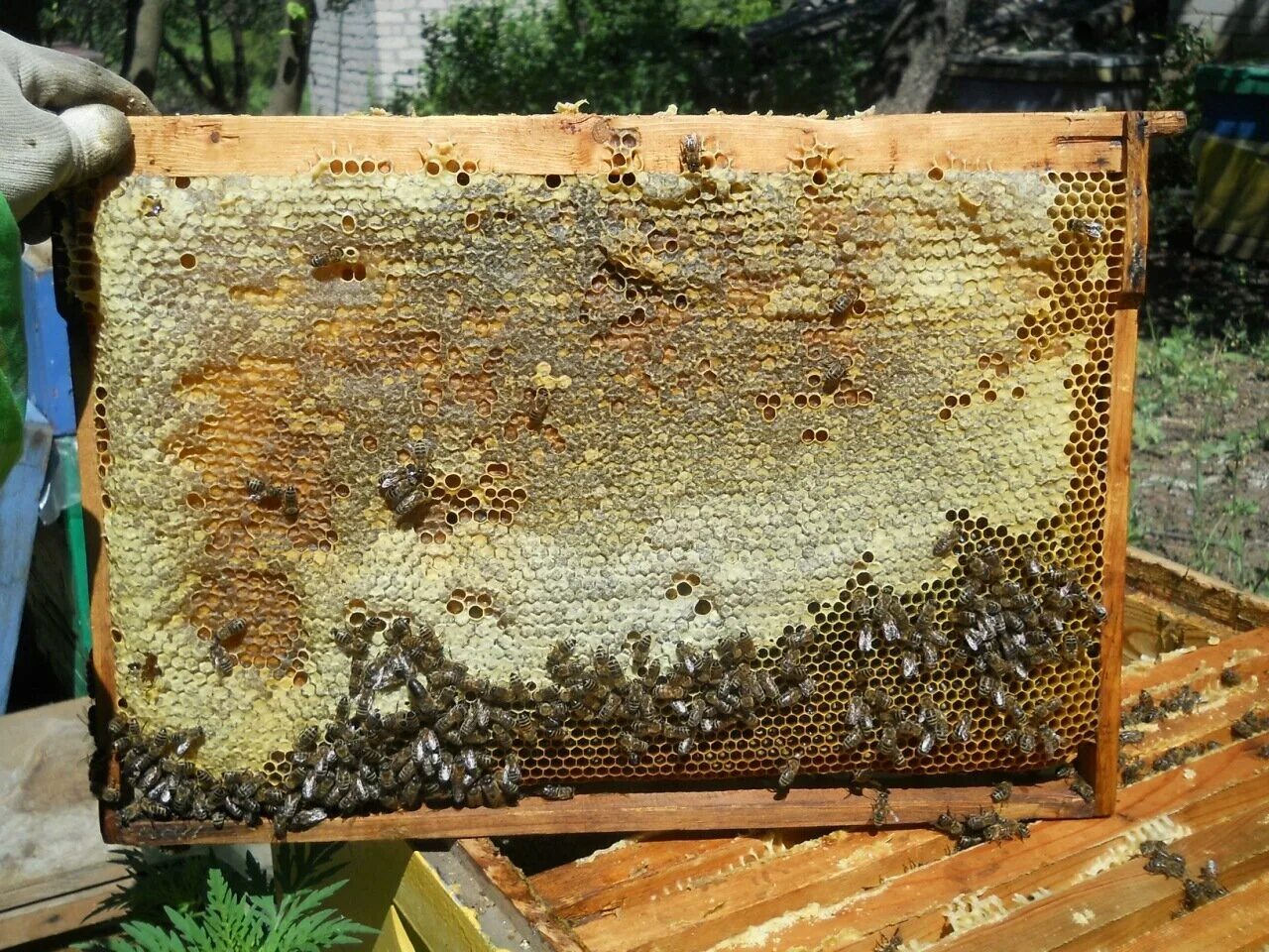 Купить пчелиные рамки. Пчелиная рамка. Рамки для пчел. Необычные рамки для пчел. Нестандартные рамки для пчел.