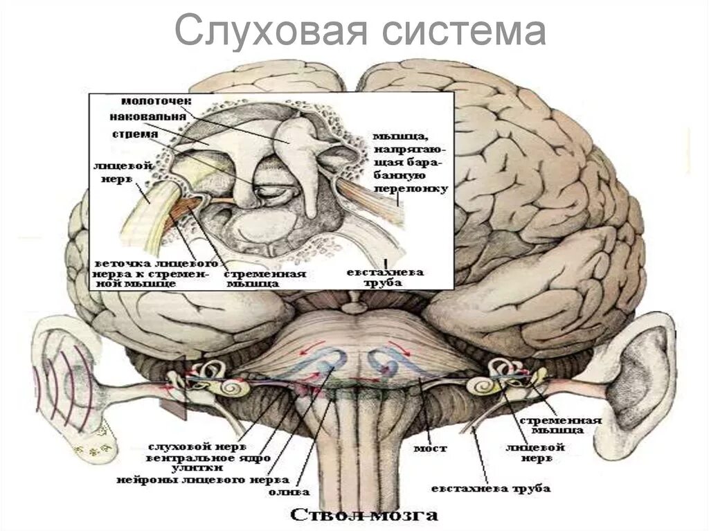 Слуховой нерв в мозге. Слуховой нерв анатомия. Расположение слухового нерва. Анализаторы физиология. Слуховой нерв и мозг.