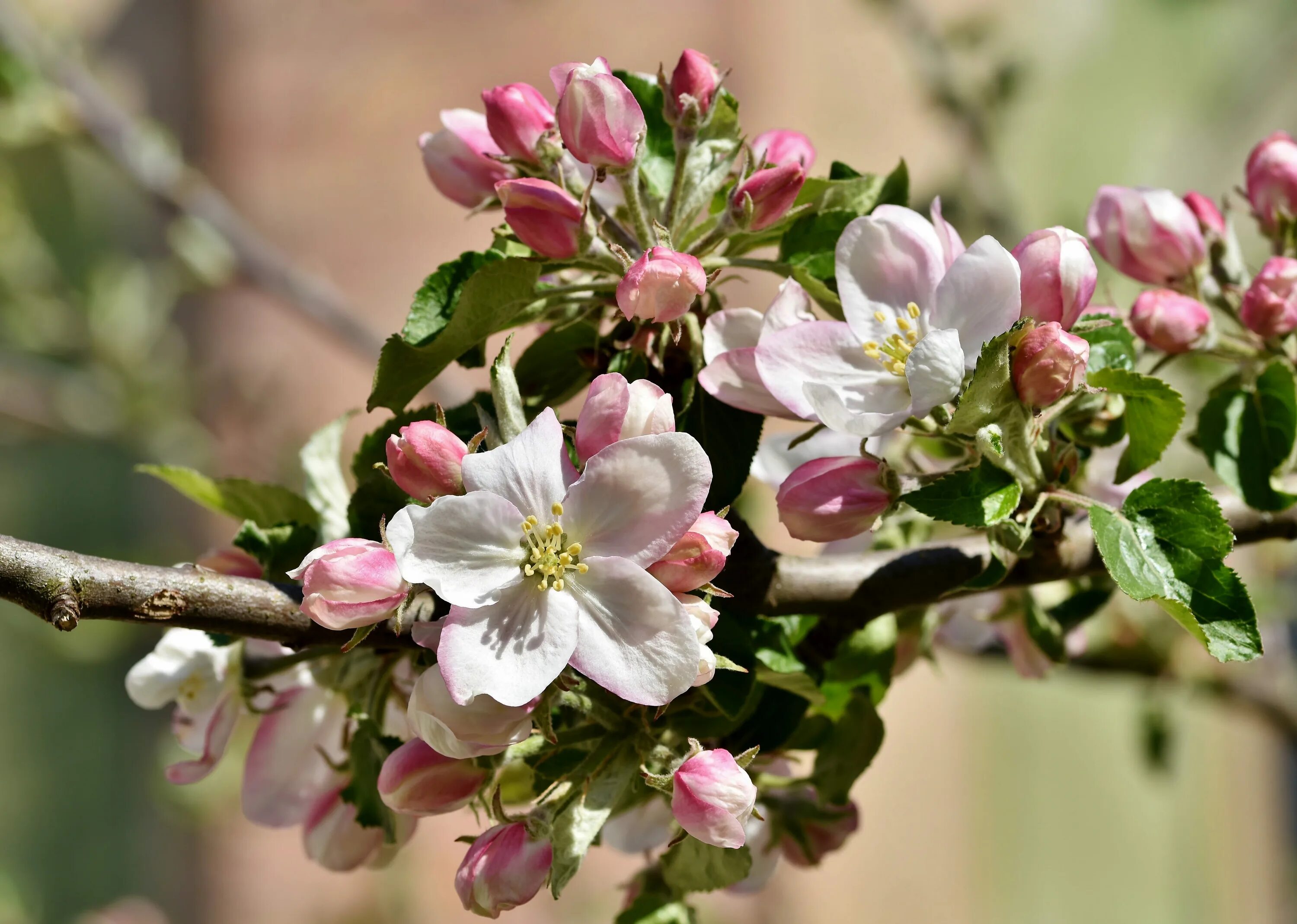 Яблоня покрытосеменная. Яблоня hyvingiensis. яблоня эппл блоссом. яблоня malus hyvingiensis. яблоня декоративная хювингиензис.