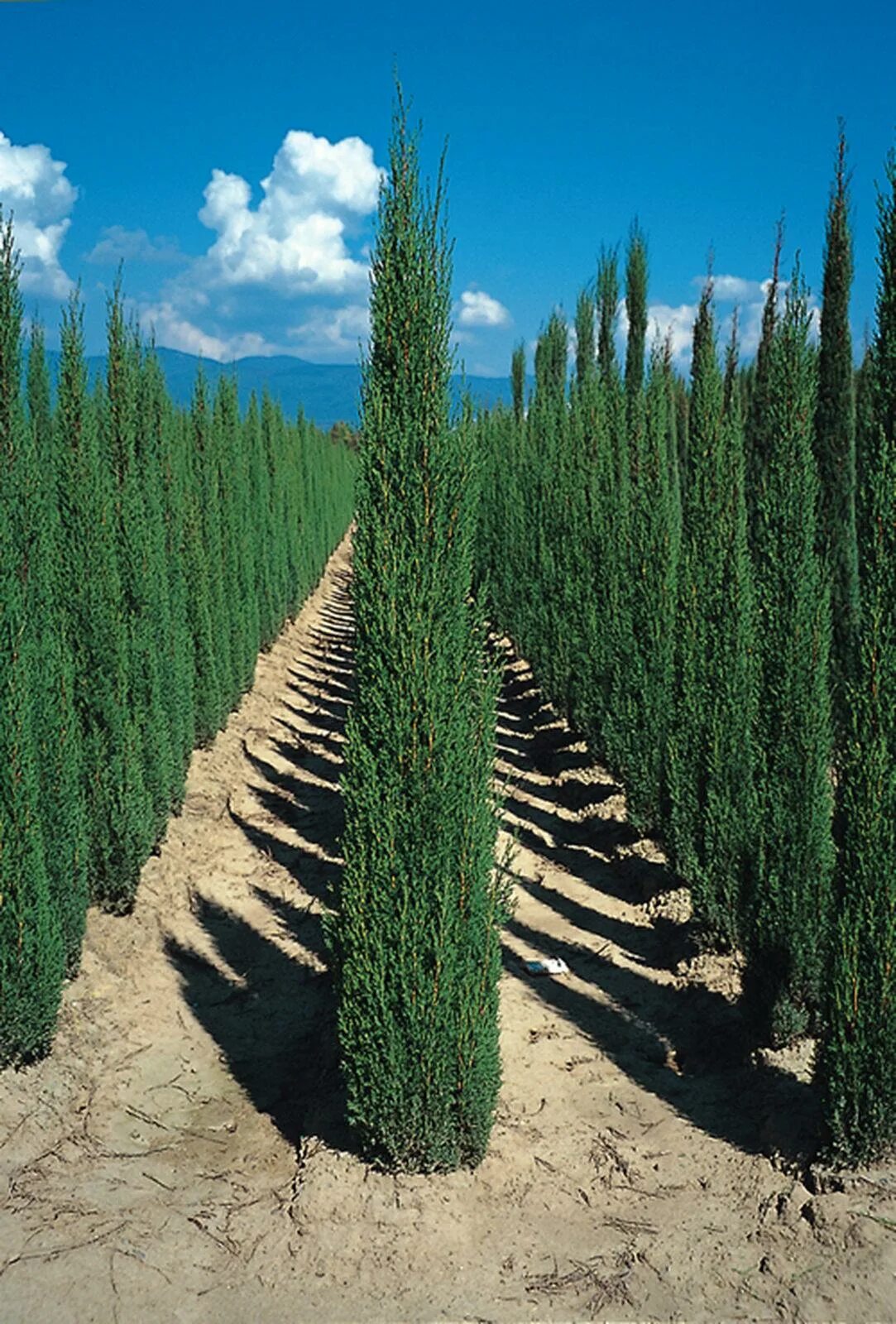 Узкие хвойные. Кипарис вечнозеленый (Cupressus sempervirens). Кипарис пирамидальный Стрикта. Кипарис - Cupressus. Кипарис Крымский пирамидальный.