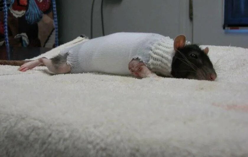 Почему крыса хрюкает. Ветеринар ратолог. Почему крыса хрюкает. Эктопаразиты у крыс декоративных. Больная домашняя крыса.