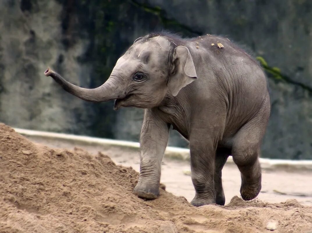 Elephant present. Слоненок. Маленький Слоник. Слон настоящий. Слон и Слоненок.